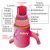 Blood vessels are vital for the body and play a key role in diabetes helping to transport glucose and insulin. 1
