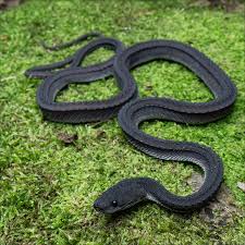 Image result for Dyschoriste trichocalyx