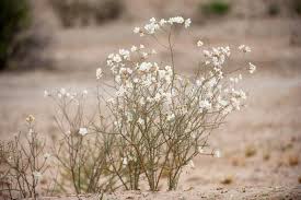 Image result for Rhigozum