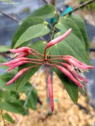 Image result for Buchnera usuiensis