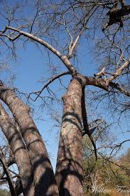 Image result for Sterculia rogersii