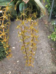 Image result for Aerangis stelligera