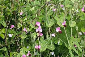 Image result for Pisum