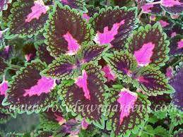 Image result for Coleus buchananii