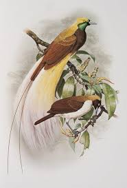 Lesser Bird Of Paradise Images Lesser Bird Of Paradise Australian Museum Birds Of Paradise Bird Illustration Bird