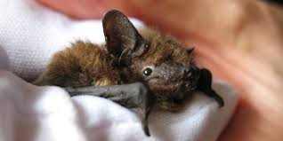 Need to translate disahkan from indonesian? The Museum Of English Rural Life Di Twitter Here S Our Bat