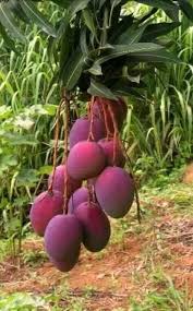 Mangueira Com Mangas Frutas E Vegetais Arvore De Frutas Frutas Tropicais
