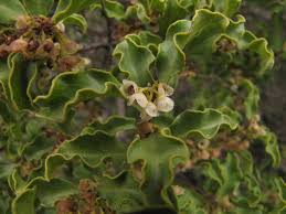 Image result for Euclea undulata