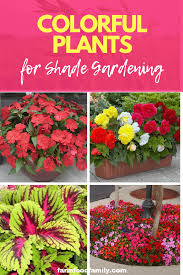 Maybe you would like to learn more about one of these? Colorful Plants For Shade Gardening Plants That Bloom In Shade Colorful Plants Annual Plants Foliage Plants