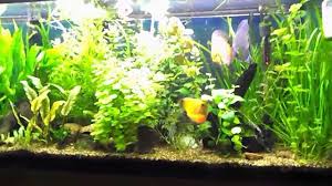 Freshwater aquarium plant information about: Diagnosing Problems With Aquarium Plants Ratemyfishtank Com