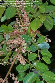 Image result for Phyllanthus udoricola