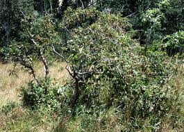 Image result for Tetracera boiviniana