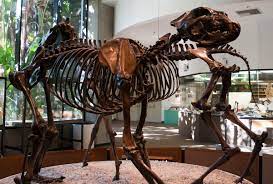 Arctodus Wikipedia