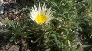 Image result for Hirpicium