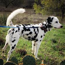 Webbed feet are nothing to worry about in dalmatians.â. Texas Long Coat Dalmatians Pet Service Wimberley Texas Facebook 103 Photos