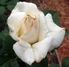 I've had this desert rose (my favourite plant) for over a year i think. Garden Insect Primer Getting To Know Common Garden Insect Pest Groups And Their Associated Signs Of Plant Damage Ecological Landscape Alliance