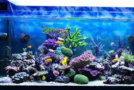 Mungkin Sedikit Berbeda Dengan Ikan Konsumsi Seperti Ikan Lele Dan Sebagainya Pangsa Pasar Ikan Hias Di Tanah Air Sendiri Bisa Dibila Akuarium Ikan Kolam Ikan