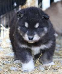 King Of The Field Bulldogs Pinterest