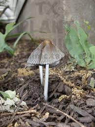 How does vinegar work against mushrooms? Mushrooms In The Garden Beds Texas Plant Disease Diagnostic Lab