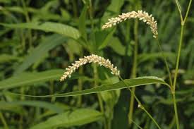 Image result for Persicaria lapathifolia