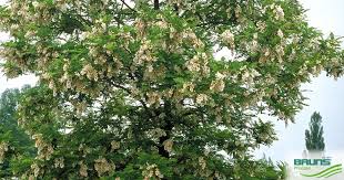 Image result for Robinia