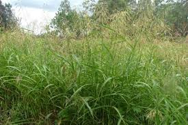See full list on gardeningknowhow.com Johnson Grass Weed Identification Brisbane City Council