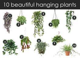 Top 10 Dangling Hanging Plants Modern Plant Life Hanging Plants Plants Indoor Flowering Plants