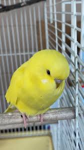 How to identify the gender of baby budgies?