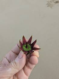 Image result for Sonneratiaceae