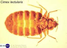 Image result for Cimex Lectularius L
