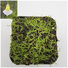 Image result for Utricularia