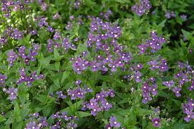 Image result for Nemesia