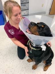 We had a horrible experience with sedation at a different vet clinic a few years ago, so i was extremely apprehensive about this. 7 Day Urgent Care Vet Ct Offices Pieper Veterinary