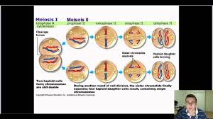 Maybe you would like to learn more about one of these? Stages Of Meiosis Dna Reduction Division Youtube