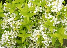 Solanum carolinense horse nettle is a perennial native that is a member of the potato family of plants. Chardonnay Pearls Deutzia Gracilis Proven Winners