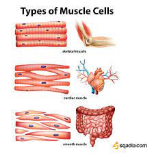 Types Of Muscle Cells Types Of Muscles Human Body Systems Anatomy And Physiology