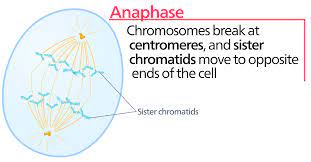 Anaphase Wikipedia