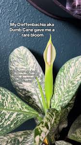 Image result for dieffenbachia flower