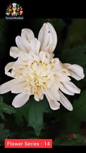 Image result for Hirpicium bechuanense