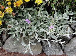 Sideritis Syriaca Cretan Mountain Tea Buy Online At Annie S Annuals In 2020 Plants Dragon Garden Perennial Plants