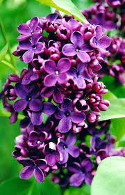 Maybe you would like to learn more about one of these? Syringa Vulgaris Syringa Vulgaris Beautiful Flowers Syringa