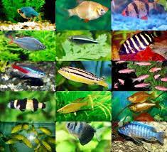 Inilah jenis ikan hias aquascape tercantik yang bisa kamu pilih dan untuk mempercantik akuarium di rumah kamu:. Tau Ngga Apa Aja Jenis Ikan Hias Banyak Loh Big Think