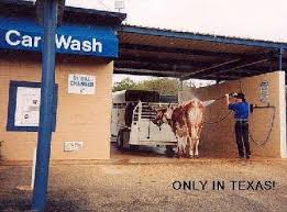 One liners and short jokes. Funny Cow Jokes Funny Jokes