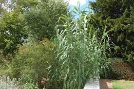 Image result for Arundo donax