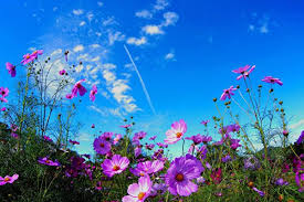 Pin By Sandor Laszlone Nagy On Flores In 2020 Flower Wallpaper Cosmos Plant Flower Field