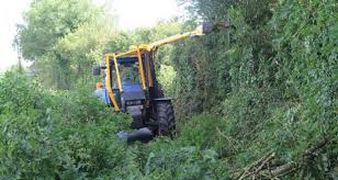 This has affected about half of each hedge. They Tell Me I Am Destroying The Hedge But I Am Here To Maintain It