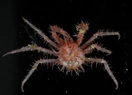 Hairy Something Deep Sea Jellyfish Species Sea Creatures