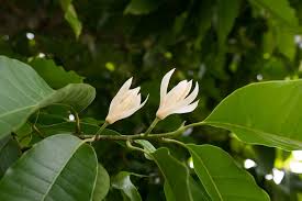 'royal white' is a cultivar of the popular missouri native redbud tree (cercis canadensis), and is known for its large, white flowers that appear in april. Michelia Alba White Champaca Plant Photos Information