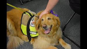 Check spelling or type a new query. Dog Trained By Prisoners Helps A College Student With Debilitating Disorder Wqad Com