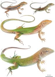 Image result for Vepris allenii